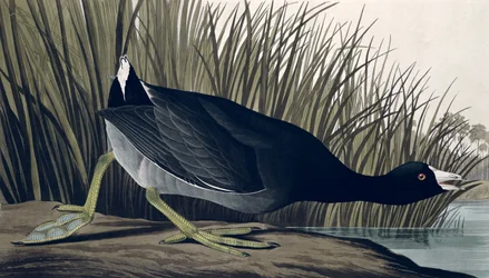 American Coot, de &39;Birds of America&39;, 1835